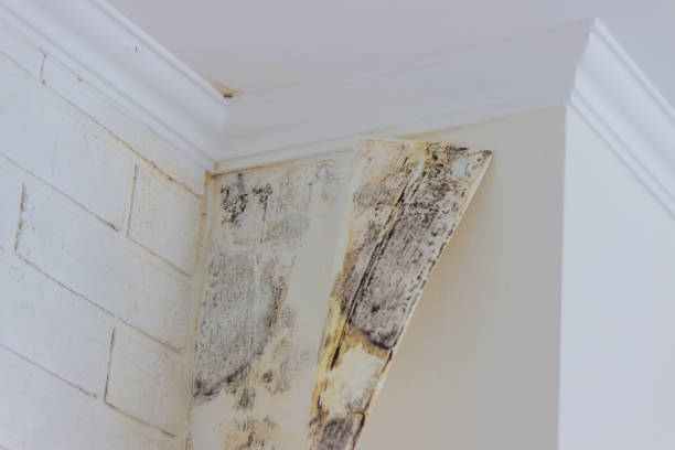 Best Environmental Consulting for Mold Prevention  in Lumber City, GA